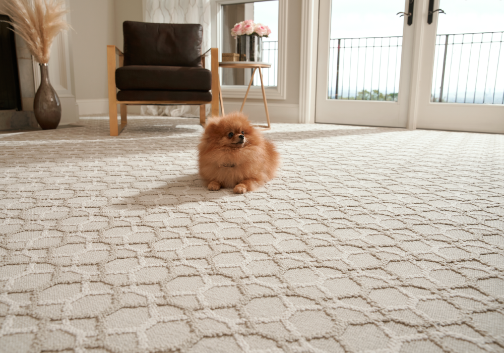 Dog-On-Carpet-1000x700