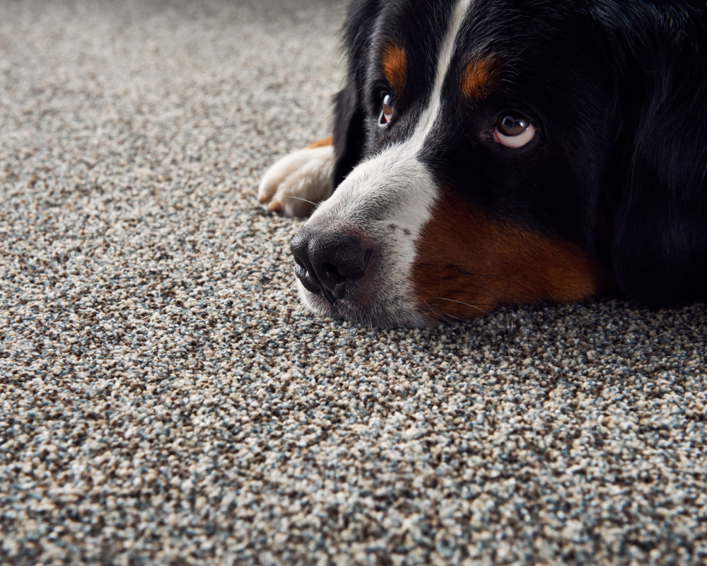 Carpet-Sleeping-On-Carpet-1000x800
