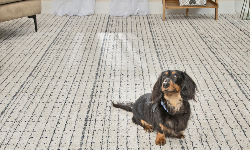 Dog-On-Carpet-1000x600